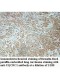 UQCRC1 Antibody
