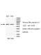 UQCRC1 Antibody