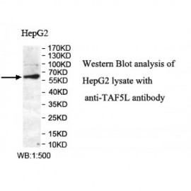 TAF5L Antibody