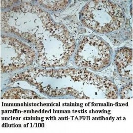 TAF9B Antibody