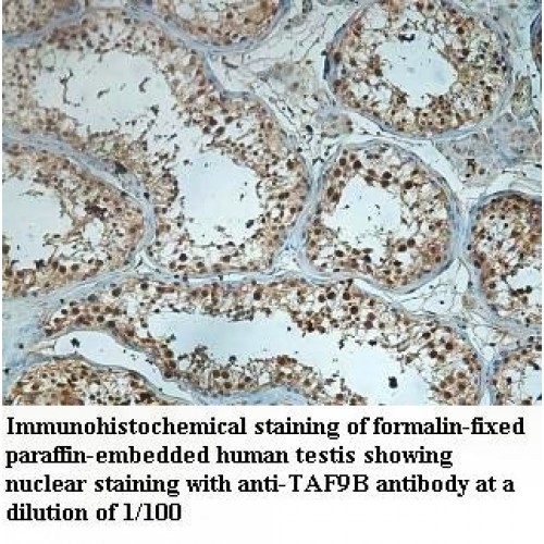 TAF9B Antibody
