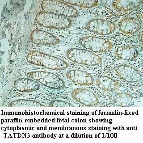 TATDN3 Antibody