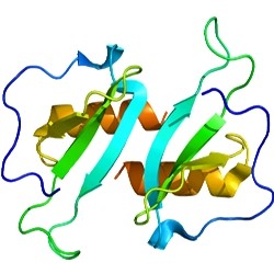 Human Chemokine CCL20/MIP-3 alpha