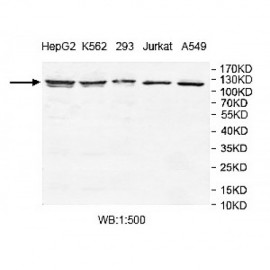 TCERG1 Antibody