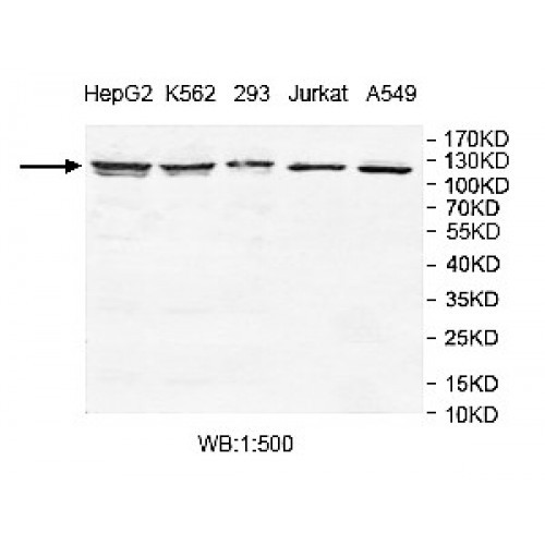 TCERG1 Antibody