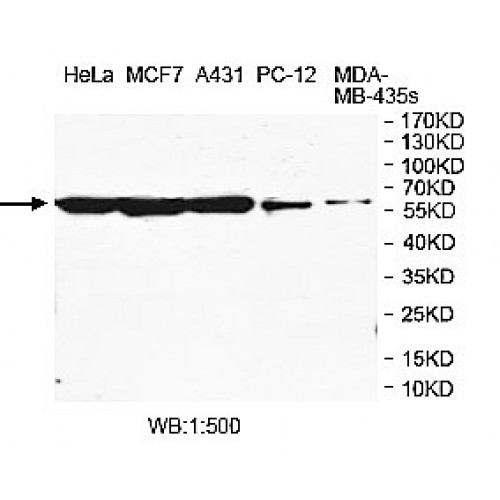 TCP1 Antibody