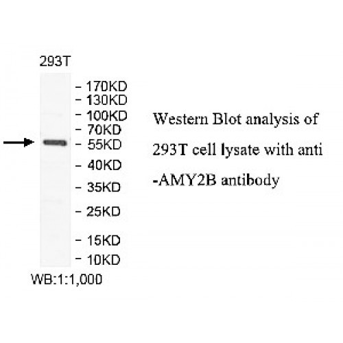 AMY2B Antibody