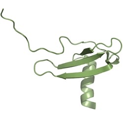 Human Chemokine CXCL12/SDF-1 alpha