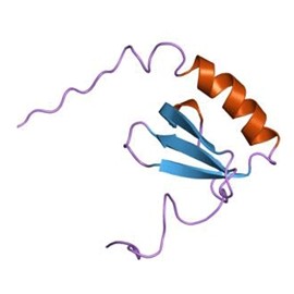 Human Chemokine XCL1 /Lymphotactin