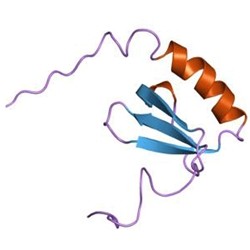 Human Chemokine XCL1 /Lymphotactin