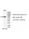 TBL1Y Antibody