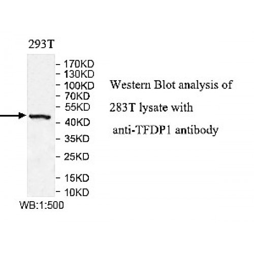TFPD1 Antibody