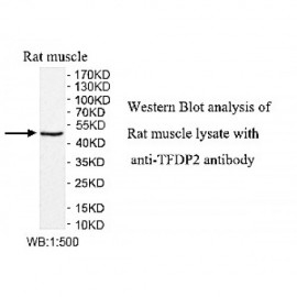 TFPD2 Antibody