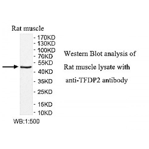TFPD2 Antibody