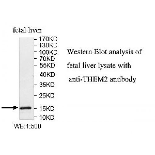 THEM2 Antibody