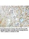 THOC1 Antibody