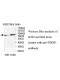 THOP1 Antibody