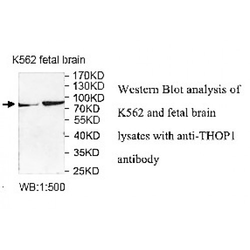 THOP1 Antibody