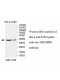 THUMPD1 Antibody
