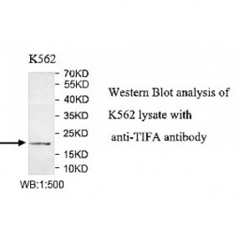 TIFA Antibody
