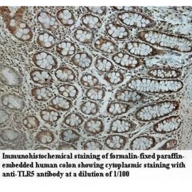 TLR5 Antibody