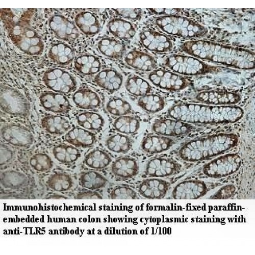 TLR5 Antibody