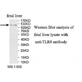 TLR8 Antibody