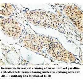 RCL1 Antibody