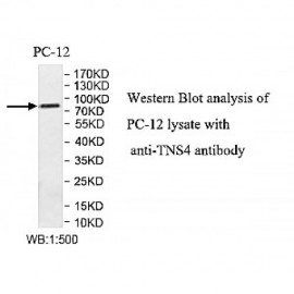 TNS4 Antibody