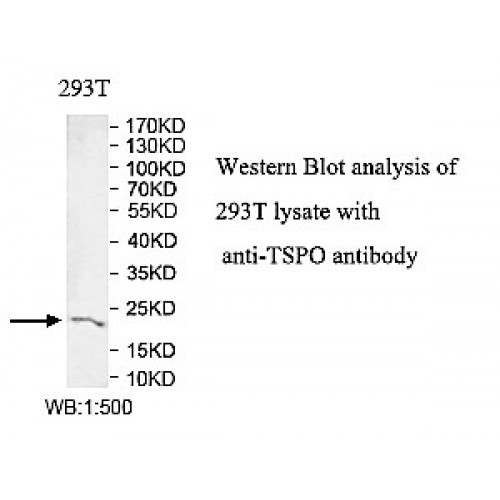TSPO Antibody