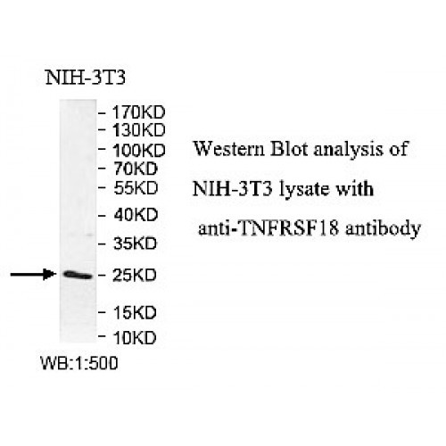 TNFRSF18 Antibody