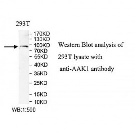 AAK1 Antibody