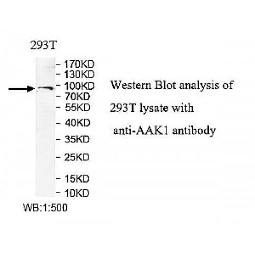 AAK1 Antibody