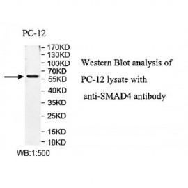 SMAD4 Antibody