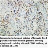 CD46 Antibody