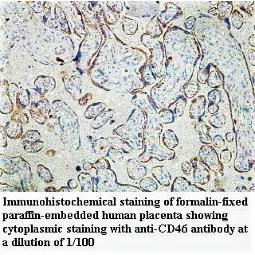 CD46 Antibody