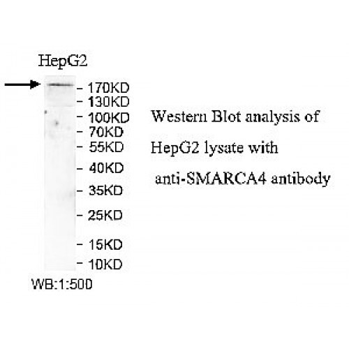 SMARCA4 Antibody