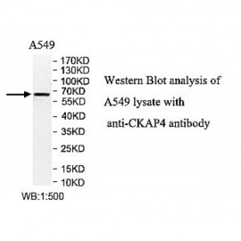 CKAP4 Antibody