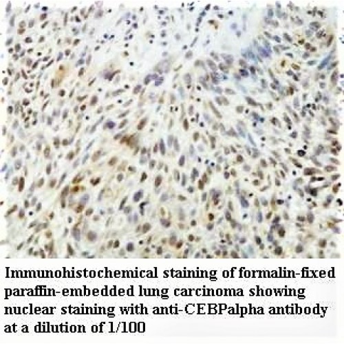 CEBP alpha Antibody