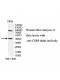 CEBP alpha Antibody