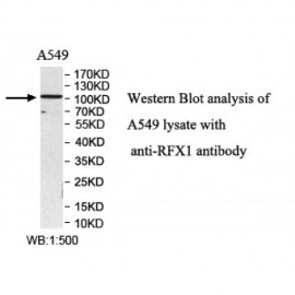 RFX1 Antibody