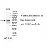 RXRA Antibody