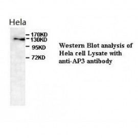 AP3 Antibody