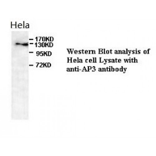 AP3 Antibody