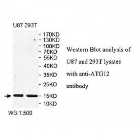 ATG12 Antibody