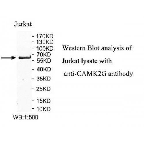 CAMK2G Antibody