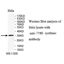 TYMS Antibody