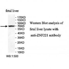 ZNF221 Antibody