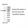 ZNF221 Antibody