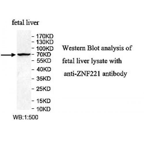 ZNF221 Antibody